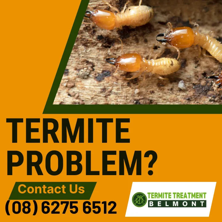bought-house-no-termite-protection
