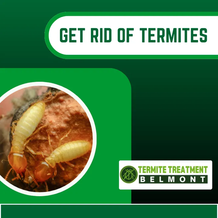 termite-sound-identification