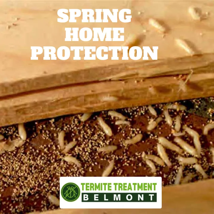 termite-treatment-importance-perth