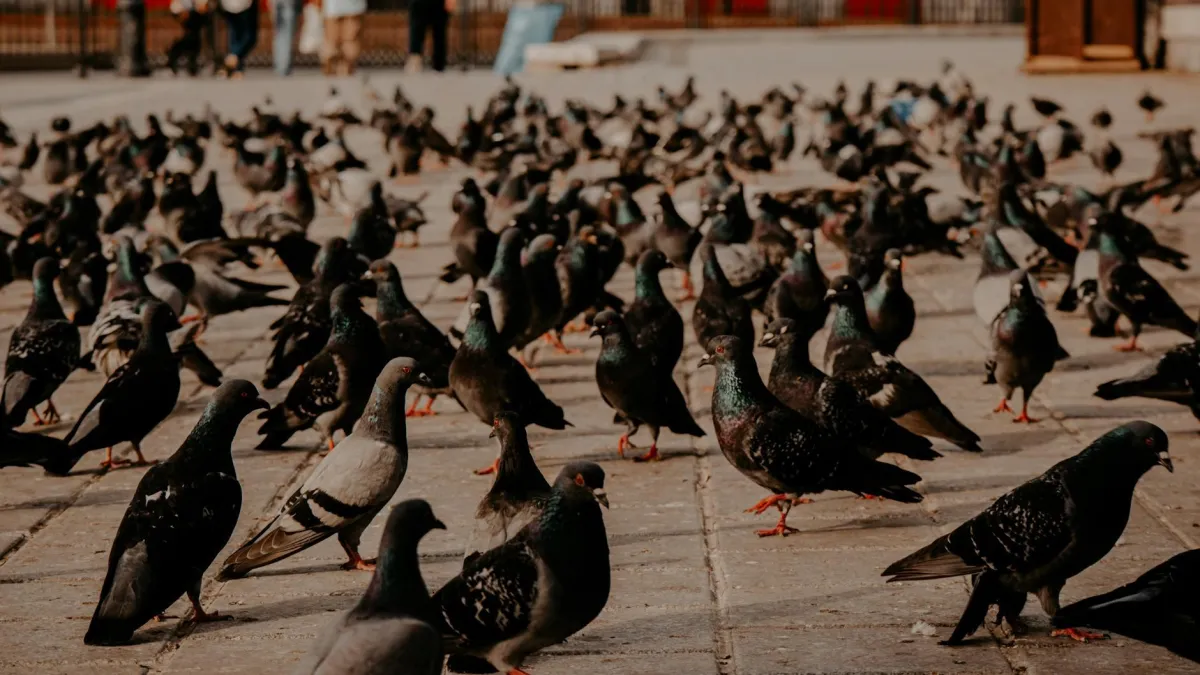 pigeon flock on ground in las vegas