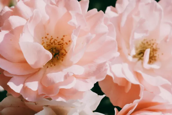 Natural Feminine Energy 