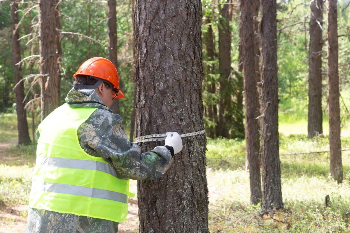 professional conducting a tree survey