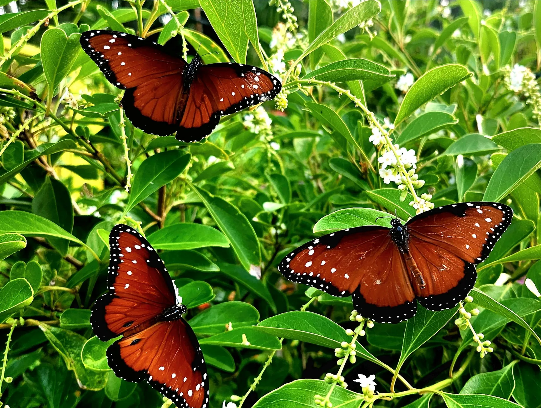 Wander into the Magical World of Butterflies at The Butterfly Estates in Fort Myers