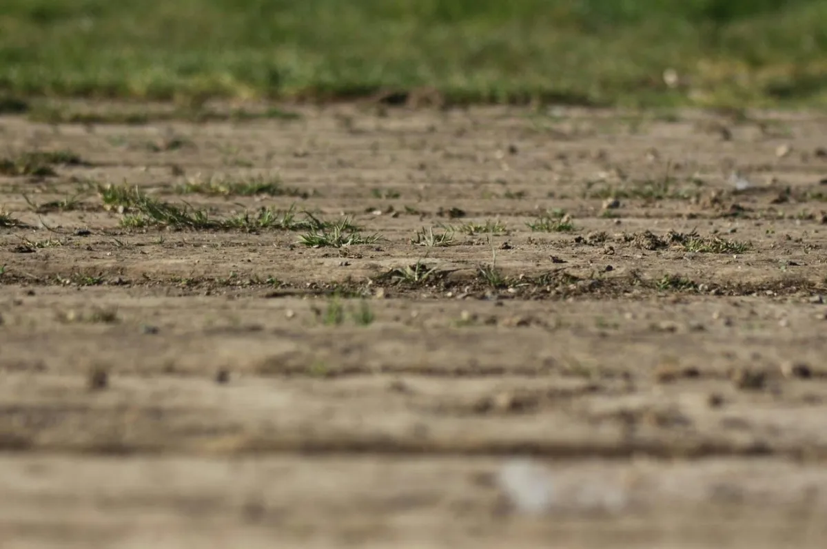 unplowed ground