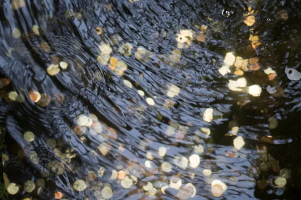 Wishing Well