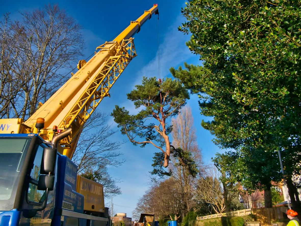 Aerial Operations (Crane Operator) & Tree Haul Maestro (Loader Truck Driver)