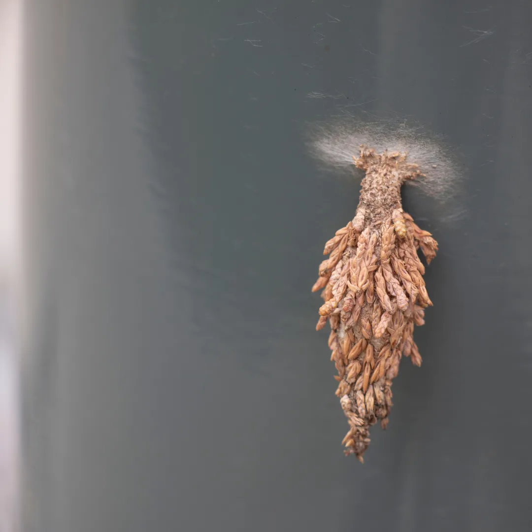 Post-Storm Pest Control Gulf Coast: Homeowner Tips