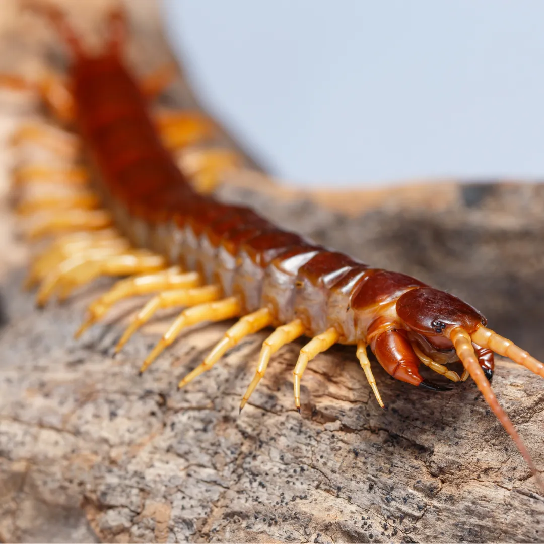 Crawl Space Pest Control Mobile AL: Moisture Solutions