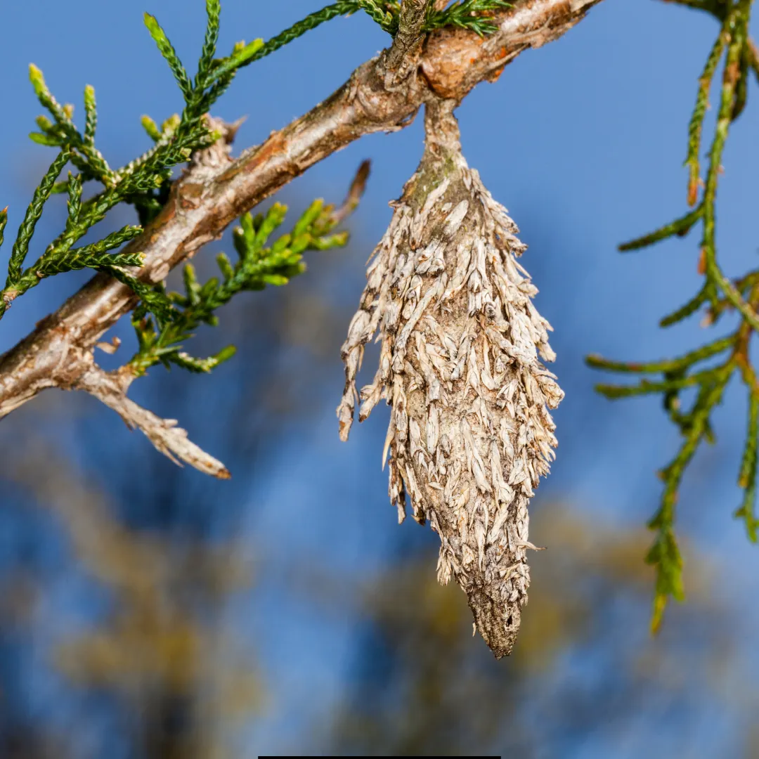 Fall Pest Tips for Mobile, AL