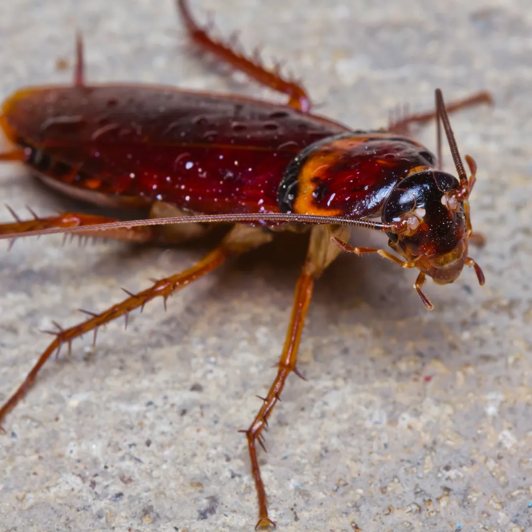 Asian Cockroach Alabama: ID, Behavior & Gulf Coast Risks