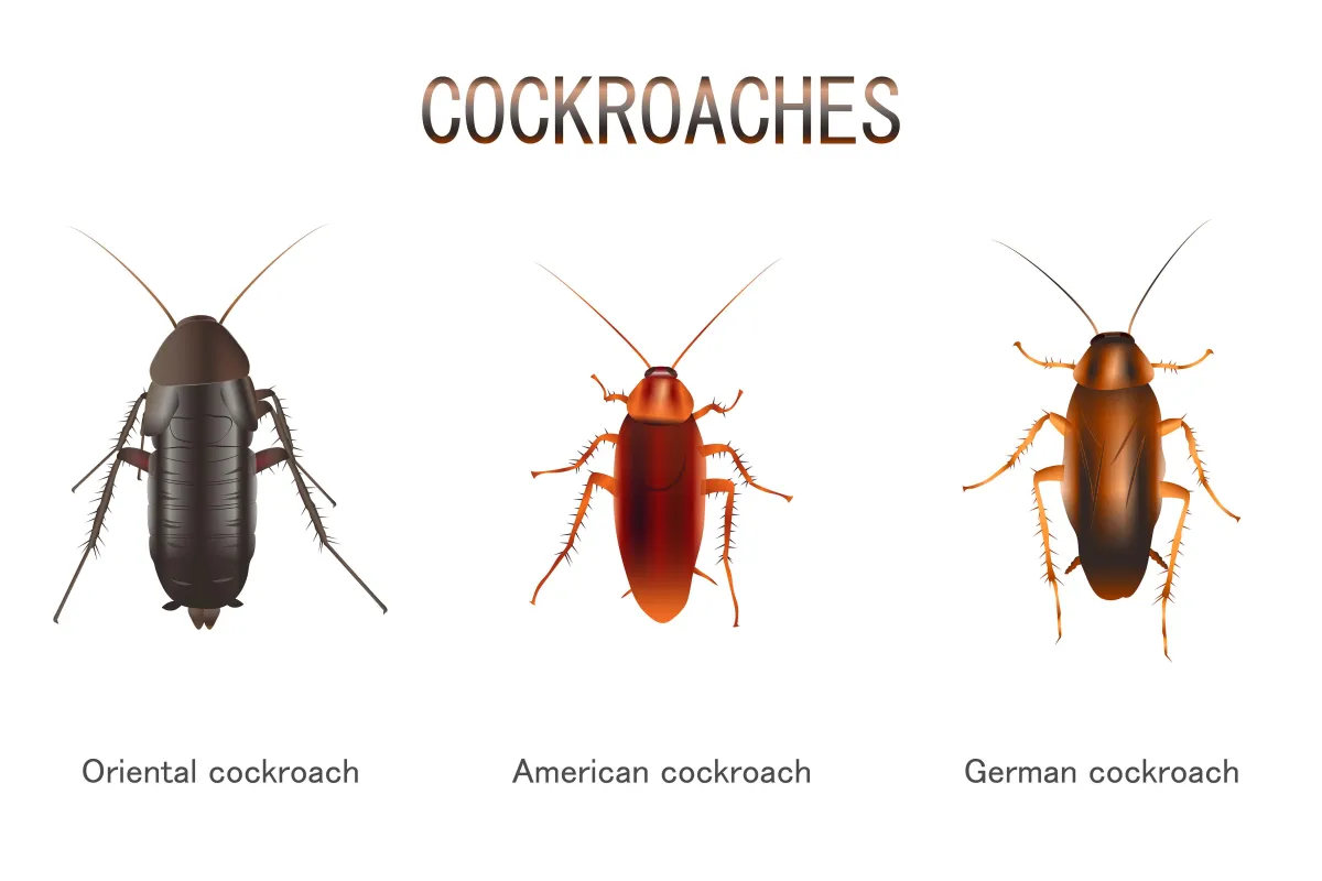 cockroaches in Rogers Arkansas