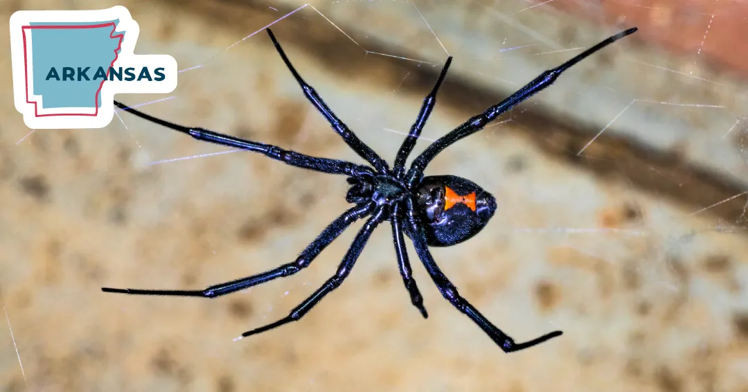 "Discover the Arkansas Black Widow Spider: Identification, Behavior, and Safety Tips. Learn about this venomous arachnid found in Arkansas, its distinctive markings, and potential dangers. Enhance your understanding of black widow spiders for safer encounters."