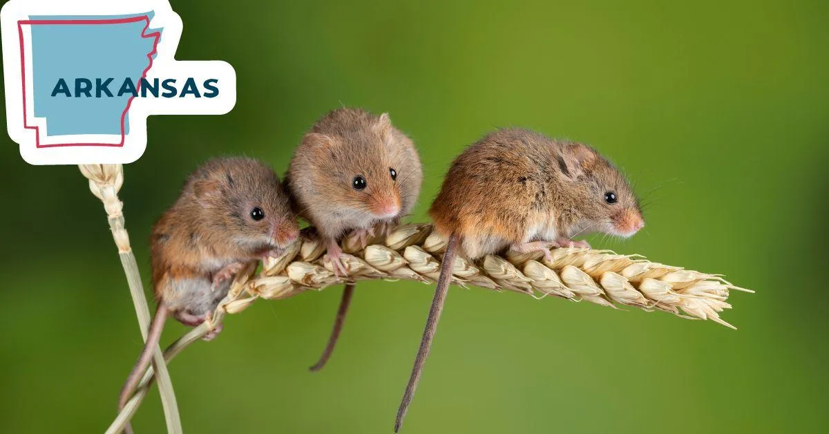 Exploring Mice in Northwest Arkansas: Garden Intruders and Local Insights. Discover the Impact of Rodents in the Natural Beauty of the Ozarks."