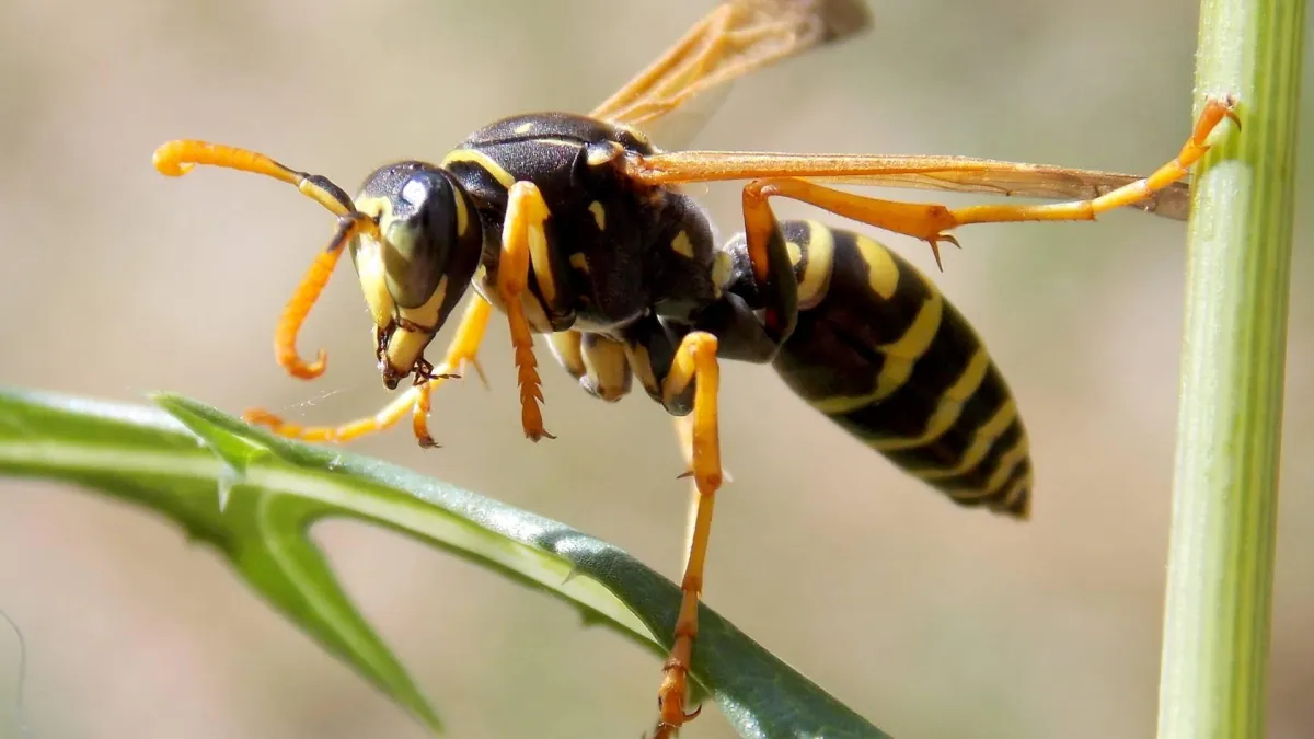 yellow jacket wasp to illustrate homemade bee and wasp killer
