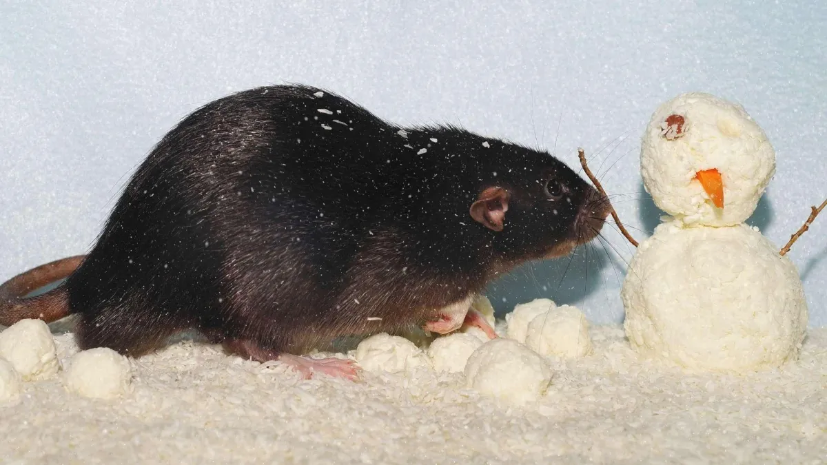 rat with an snowman to illustrate how does pests behave during winter and how to control them