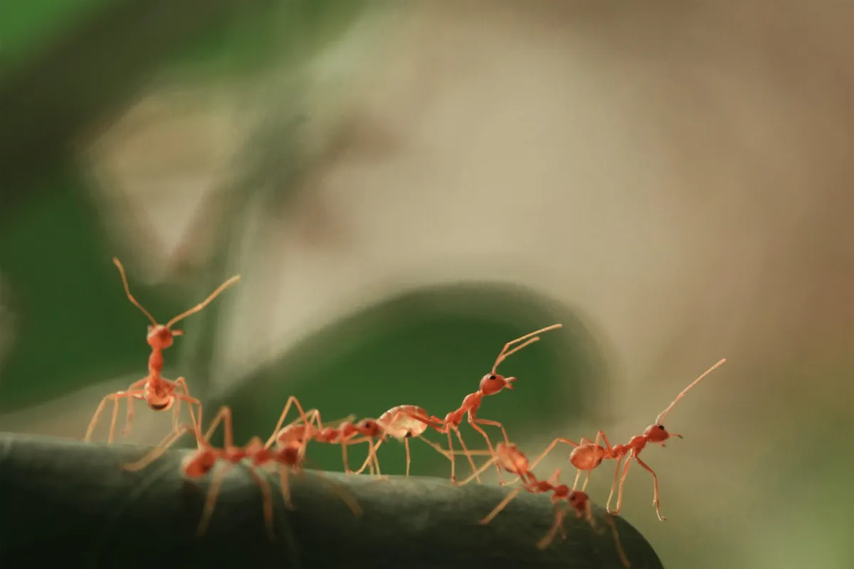 Ant Pest Control
