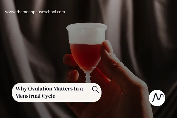 Why Ovulation Matters In a Menstrual Cycle