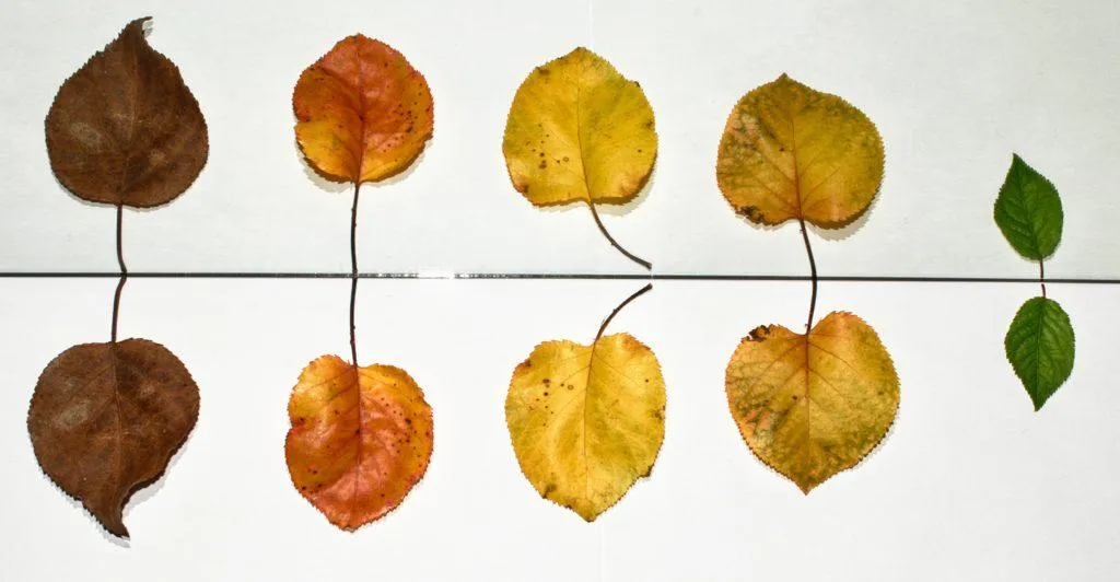 leaf gradient