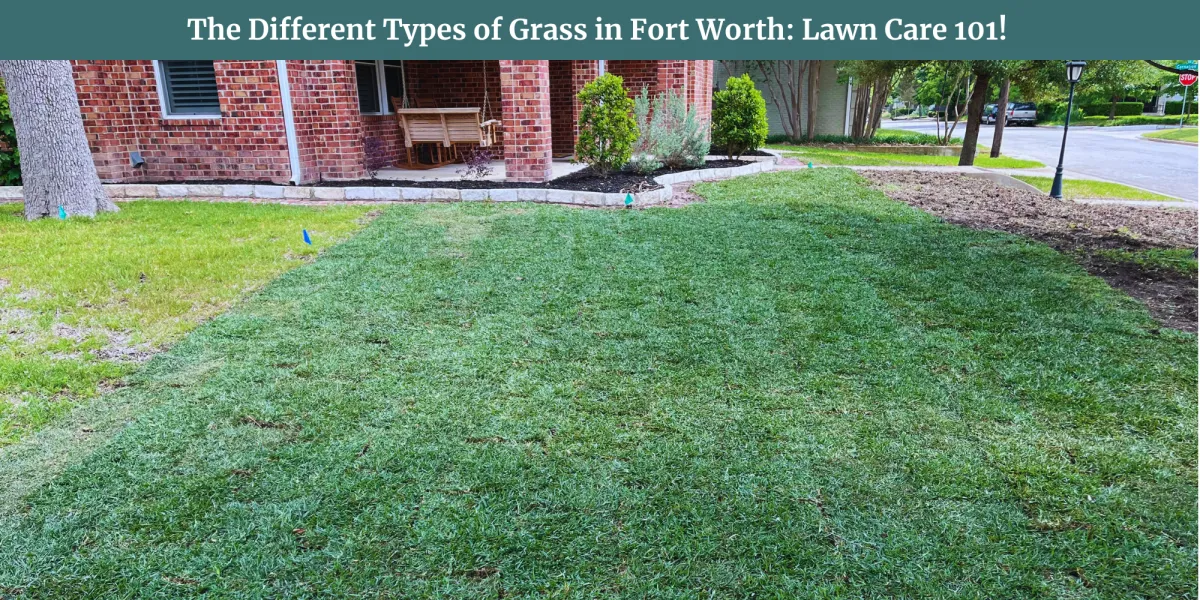 grass types lawn care fort worth