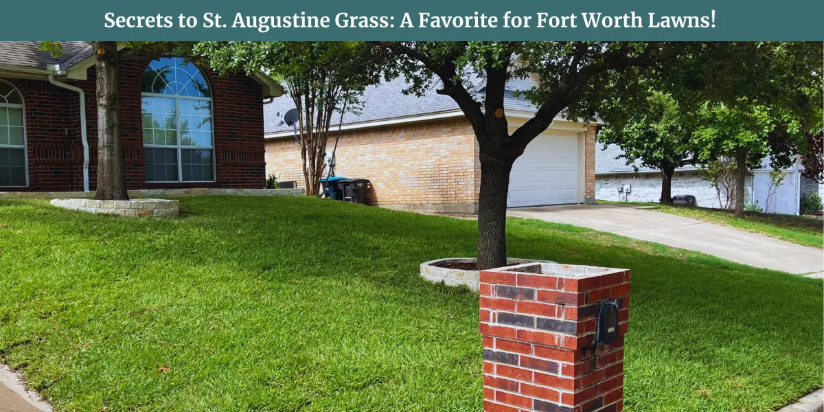 st augustine grass fort worth lawn care