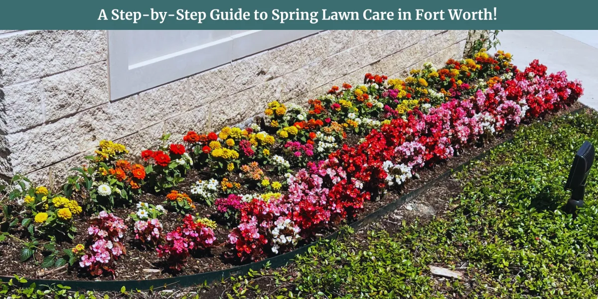 spring lawn care fort worth