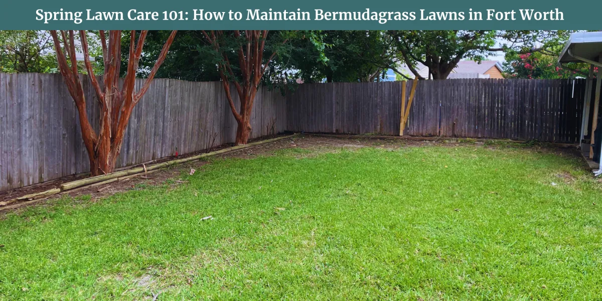 Spring Lawn Care 101 How to Maintain Bermudagrass Lawns in Fort Worth