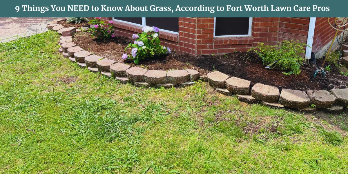 9 Things You NEED to Know About Grass | Lawn Care Fort Worth