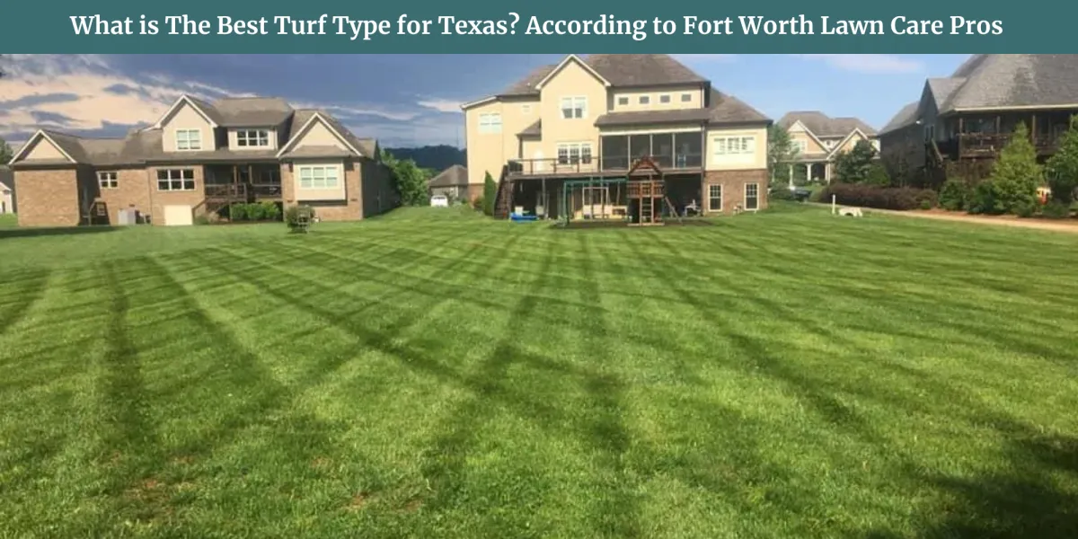 What is The Best Turf Type for Texas? | Lawn Care Fort Worth