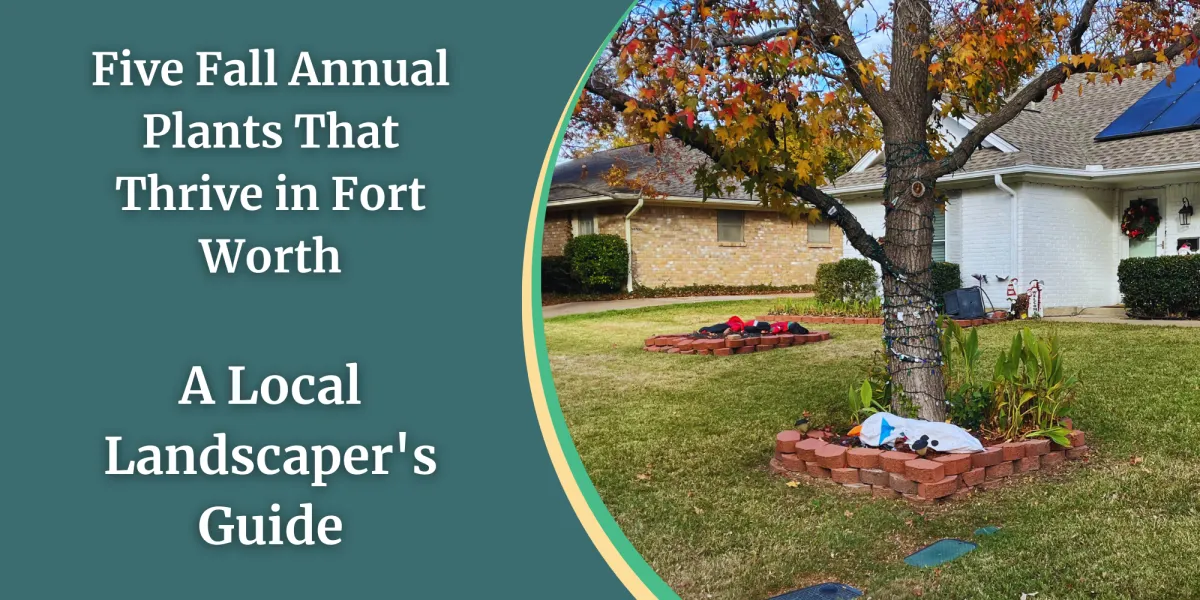 Five Fall Annual Plants That Thrive in Fort Worth - A Local Landscaper's Guide
