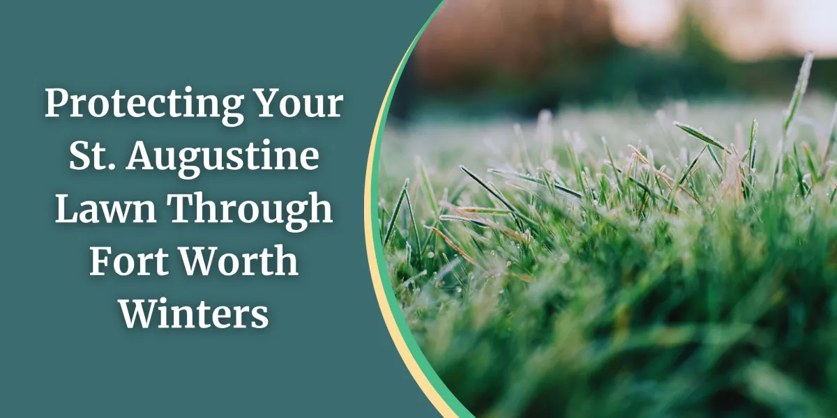 What to Do With Your St. Augustine Lawn This Winter in Fort Worth