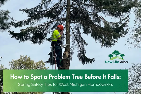 How to Spot a Problem Tree Before It Falls: Spring Safety Tips for West Michigan Homeowners
