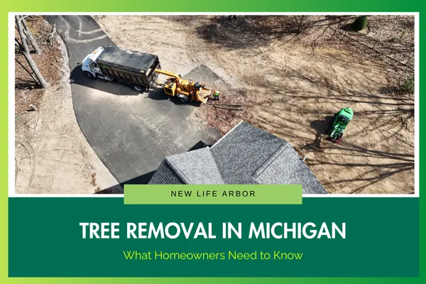 Tree Removal in Michigan: What Homeowners Need to Know