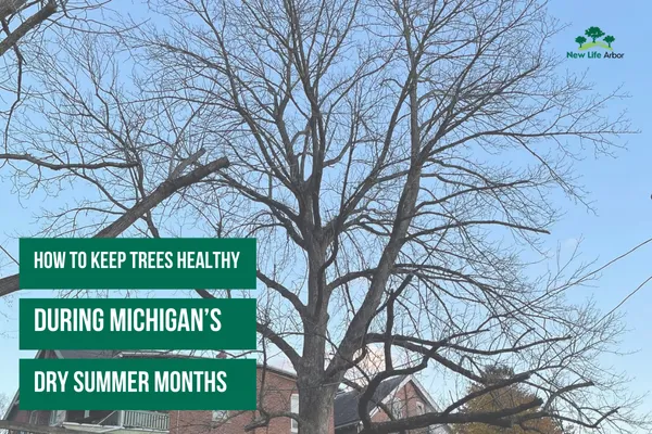 How to Keep Trees Healthy During Michigan’s Dry Summer Months