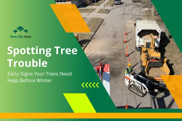 Spotting Tree Trouble: Early Signs Your Trees Need Help Before Winter