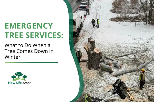 Emergency Tree Services: What to Do When a Tree Comes Down in Winter
