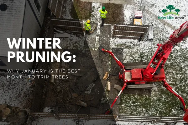 Winter Pruning: Why January Is the Best Month to Trim Trees