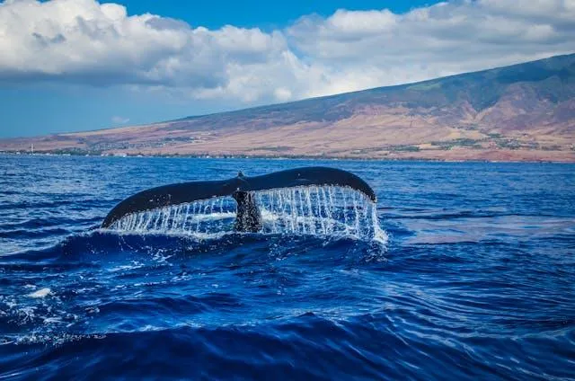 Whale Watching