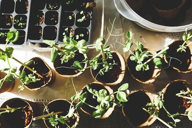 Sowing and Reaping