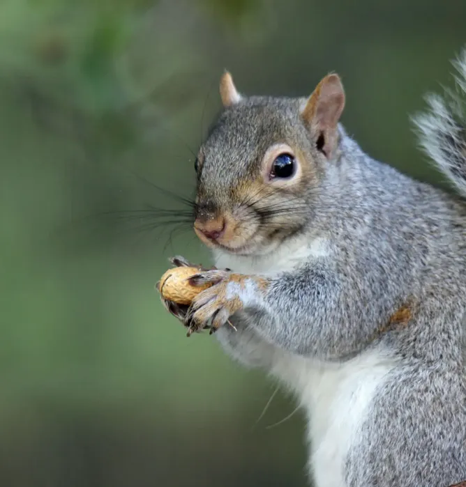 Smiling at Squirrels