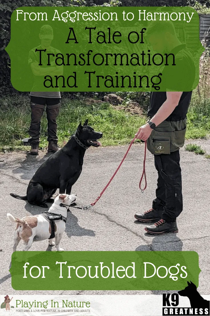From Aggression to Harmony: A Tale of Transformation and Training for Troubled Dogs