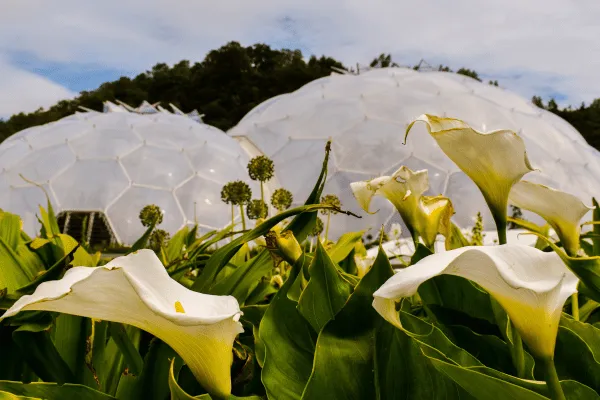 The Eden Project Cornwall – Explore a World of Nature and Innovation