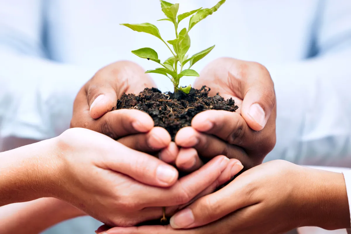 Hands collaborating to support nonprofit growth depicted as a young plant