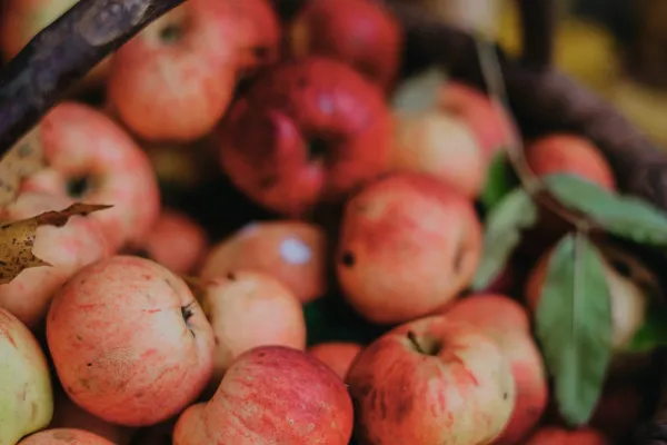Fall Food Favorites: Know the Sources for Your Choices