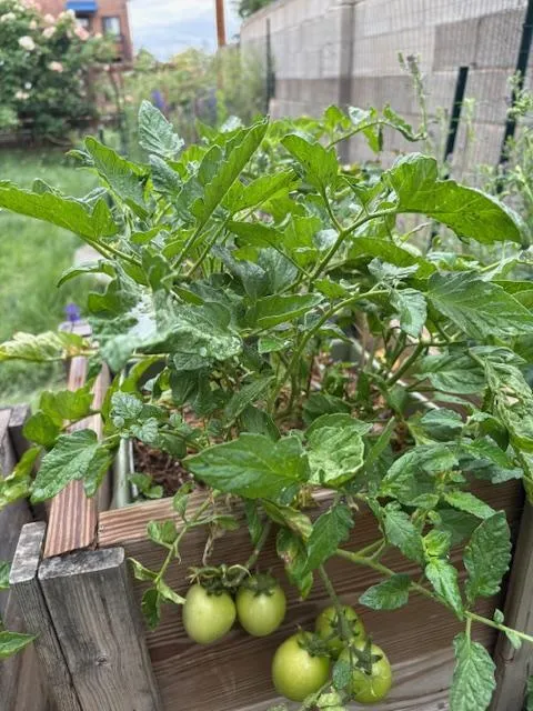 tomatoes on the vine