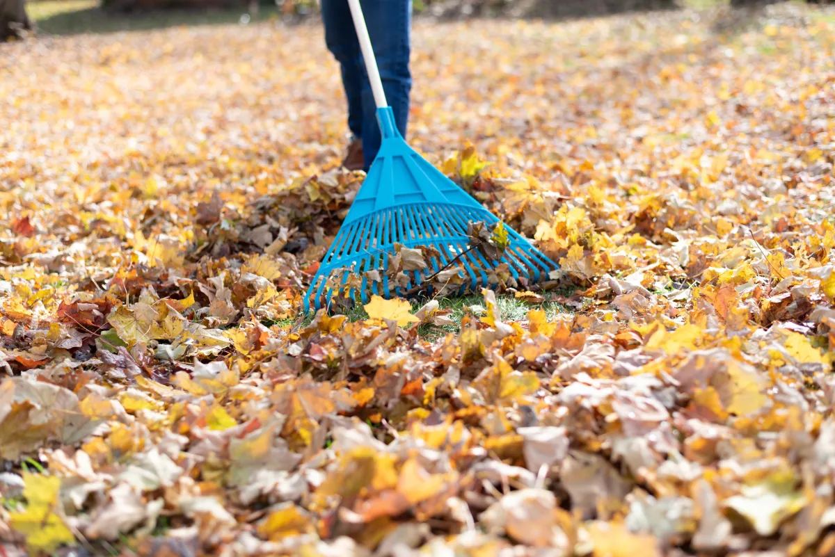 maintaing the perfect lawn