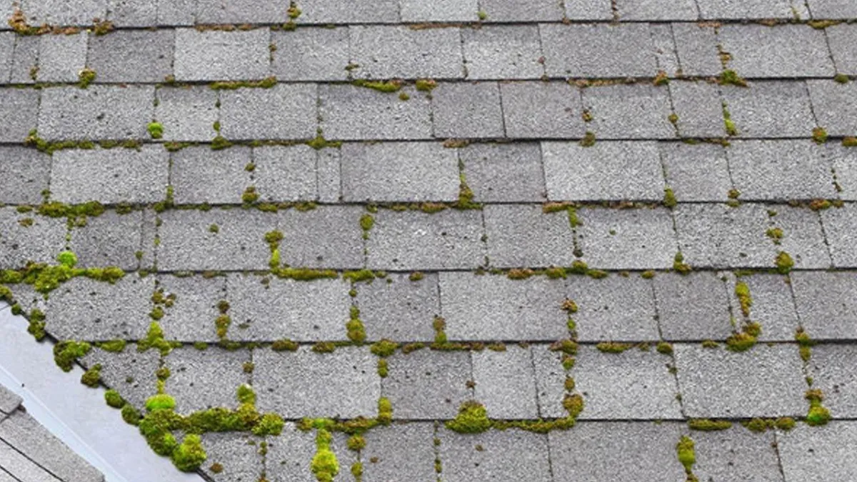 5 Signs That Your Roof Needs Cleaning to Avoid Costly Repairs