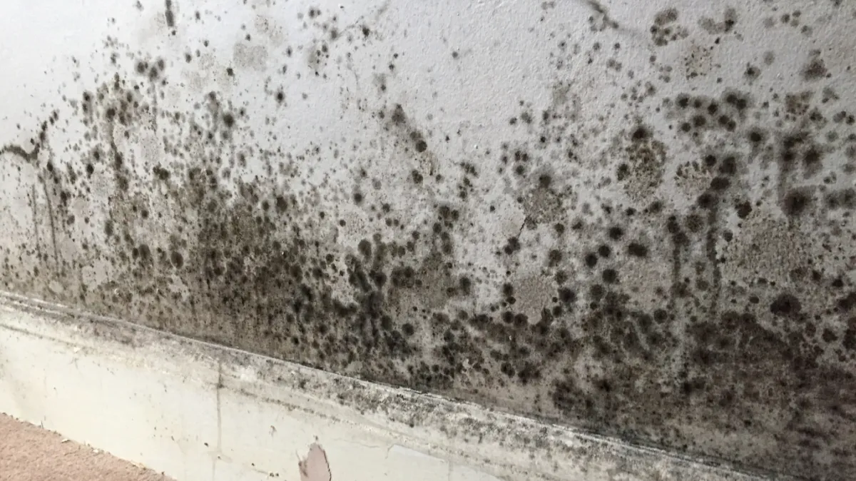 Mould - Ever Ready Solutions