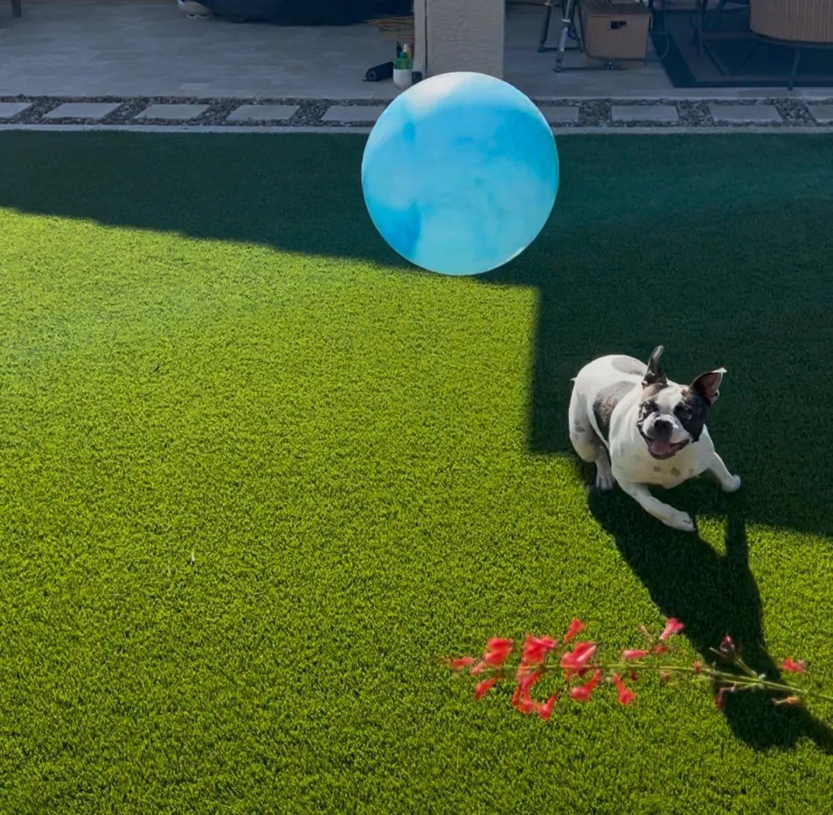 Gypsy the Boston Terrier running on grass with her favorite big blue bouncy ball.
