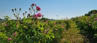ÉVASION SENSORIELLE AU COEUR DES ROSES