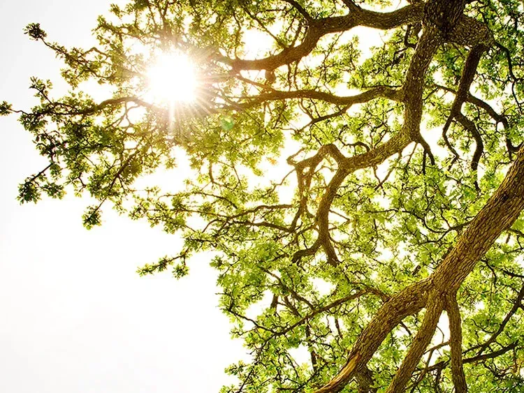 Sunlight through a tree